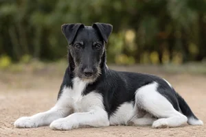 Fox Terrier — lying down