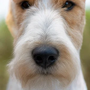Fox Terrier — nose