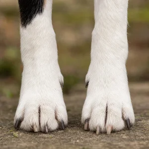 Fox Terrier — paws