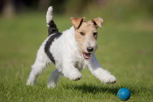 Fox Terrier — playing