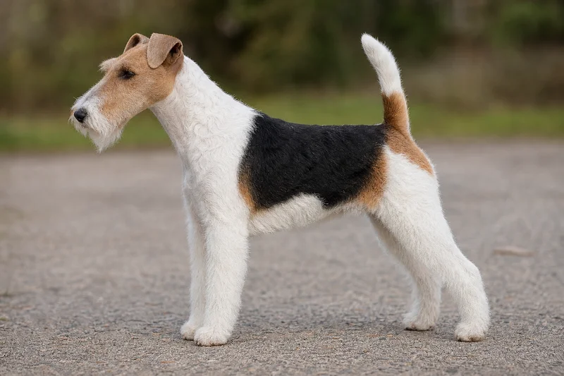 Fox Terrier — side
