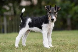 Fox Terrier — puppy (~4 mo)