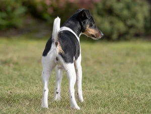 Fox Terrier — rear