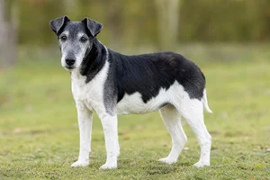 Fox Terrier — senior
