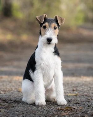 Fox Terrier — sitting