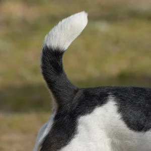 Fox Terrier — tail