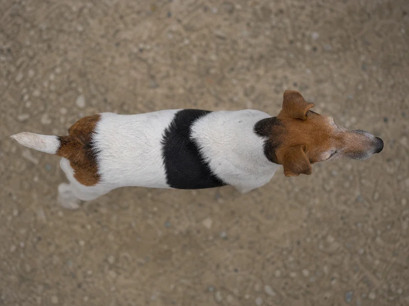 Fox Terrier — top