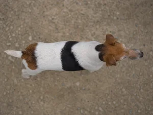 Fox Terrier — top