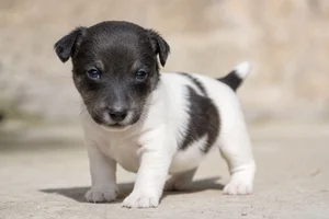 Fox Terrier — young puppy (~1 mo)