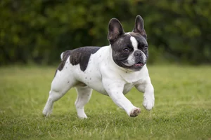 French Bulldog — running
