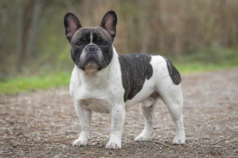 French Bulldog — adult