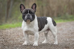 French Bulldog — adult