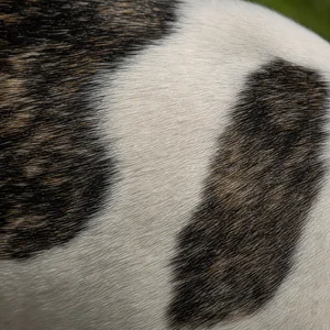 French Bulldog — coat texture