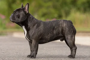 French Bulldog — black and brindle coat