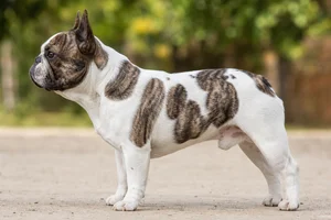 French Bulldog — white with brindle patches coat