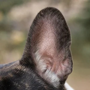 French Bulldog — ears