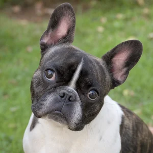 French Bulldog — alert