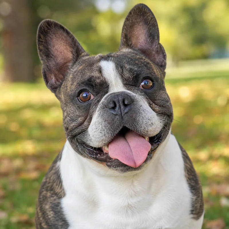 French Bulldog — happy