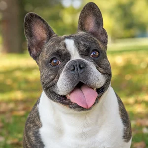 French Bulldog — happy