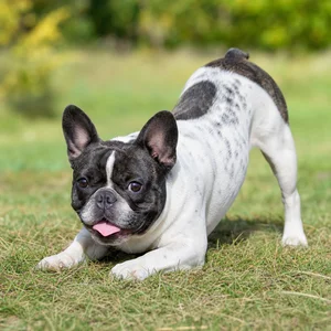 French Bulldog — playful