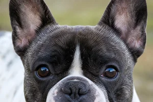 French Bulldog — eyes