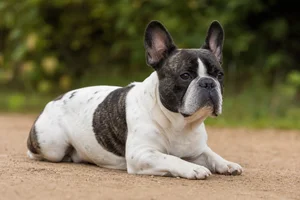 French Bulldog — lying down