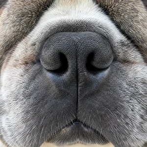 French Bulldog — nose