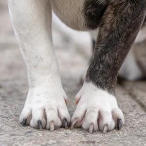 French Bulldog — paws