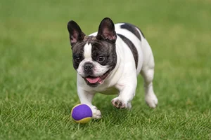 French Bulldog — playing