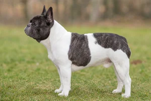 French Bulldog dog