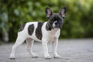 French Bulldog — puppy (~4 mo)