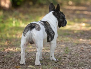 French Bulldog — rear