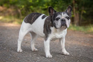 French Bulldog — senior