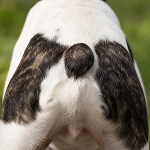 French Bulldog — tail