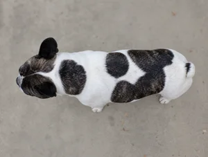 French Bulldog — top