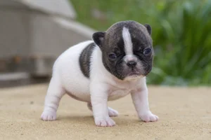 French Bulldog — young puppy (~1 mo)