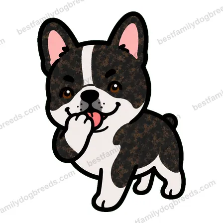French Bulldog sticker 16