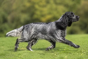 French Spaniel — running