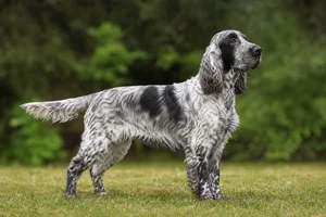 French Spaniel — adult
