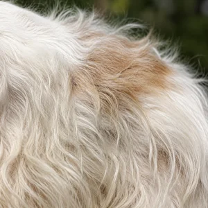 French Spaniel — coat texture