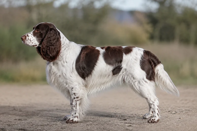 French Spaniel — White & Brown coat