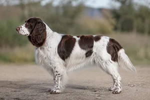 French Spaniel — White & Brown coat
