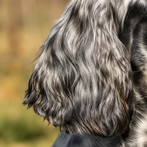 French Spaniel — ears