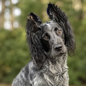 French Spaniel — alert
