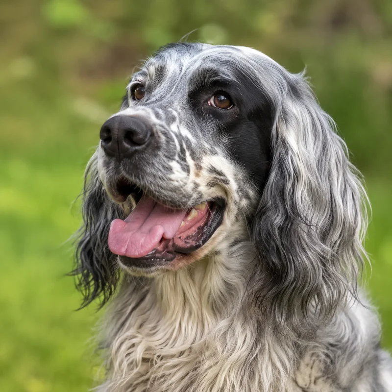 French Spaniel — happy