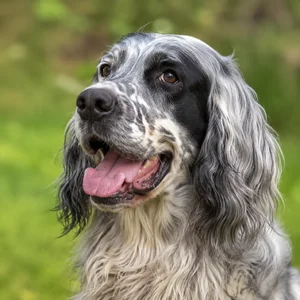 French Spaniel — happy