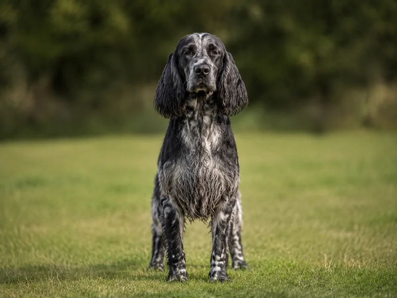 French Spaniel — front