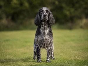 French Spaniel — front