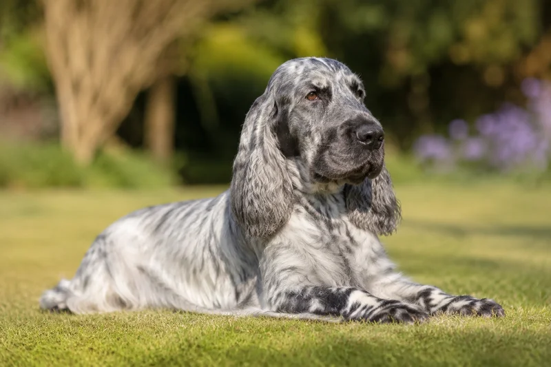 French Spaniel — lying down