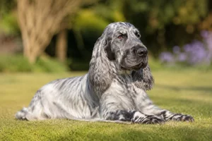 French Spaniel — lying down
